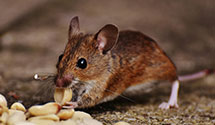 24 Hour & Emergency Exterminators in Newton Grove, NC